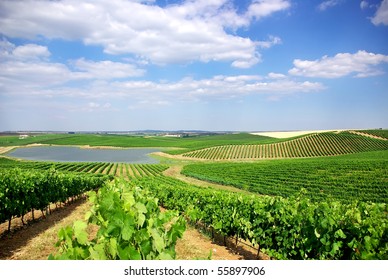 Vineyard At Portugal, Alentejo Region.