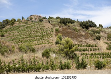 Vineyard In Priorat In Spain