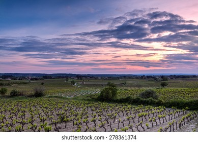 Vineyard In The Provence During Sunset