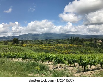 Vineyard In Provence Near Mont Ventoux In France