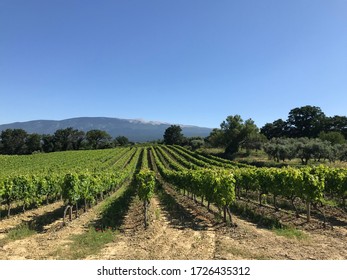 Vineyard In Provence Near Mont Ventoux In France