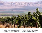 Vineyard ready to harvest in Monterey California