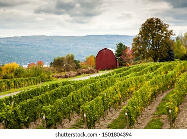 A Vineyard And Red Barn At A Winery In The Finger Lakes Region Of Upper New York