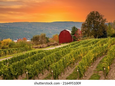 A Vineyard And Red Barn At A Winery In The Finger Lakes Region Of Upper New York