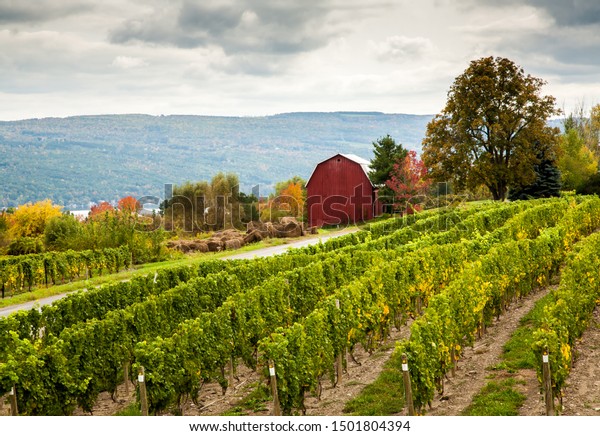 Vineyard Red Barn Winery Finger Lakes Stock Photo Edit Now