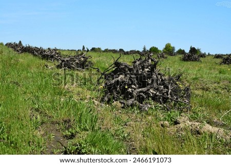 Vineyard restructuring, uprooting of old vines.