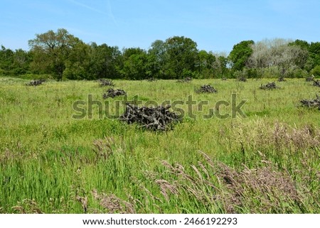Vineyard restructuring, uprooting of old vines