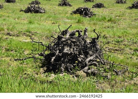 Vineyard restructuring, uprooting of old vines