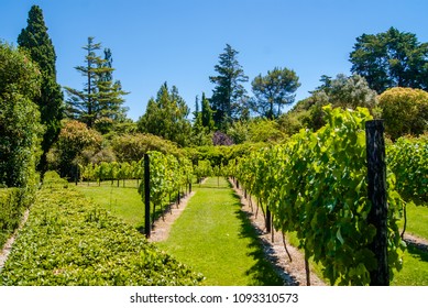 A Vineyard In Ribatejo, Portugal.