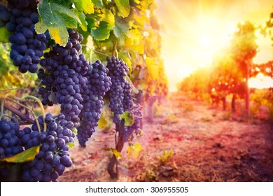 vineyard with ripe grapes in countryside at sunset - Shutterstock ID 306955505