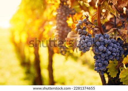 Vineyard with ripe grapes at sunset with space for text