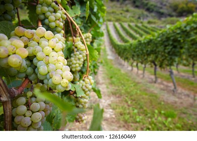 Vineyard With Ripe White Vine Riesling Grapes In Germany