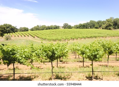 Vineyard In The Rolling Hills Of The Shenandoah Valley In California