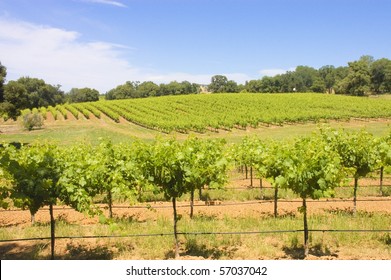 Vineyard In The Rolling Hills Of The Shenandoah Valley In California