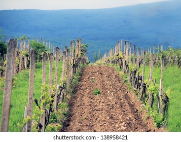 vineyard row