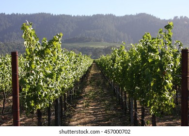 Vineyard row