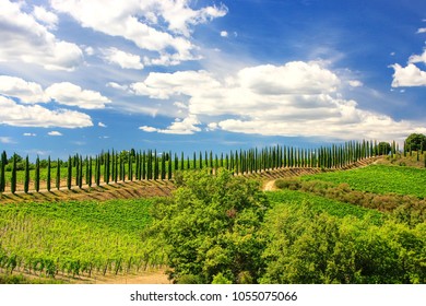 27 Driveway lined cypress trees Images, Stock Photos & Vectors ...