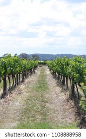 Vineyard Row On The Granite Belt