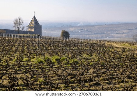 Vineyard rows with bare vines and an old tower, showing the winter landscape in Chenas, France
