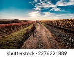Vineyard rows with changing yellow and red leaves in autumn, traditional viticultural countryside and landscapes of beautiful Rhine Hesse, Germany along hiking trail "Hiwweltour Aulheimer Tal"