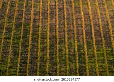 Vineyard rows creating parallel lines across a fertile field during autumn