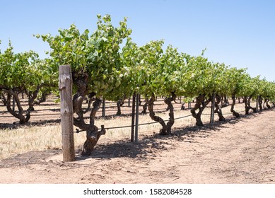 Vineyard Rows, Grapes Growing Under A Clear Blue Sky, Hot Dry Windy Day Late Spring, Barossa Valley, South Australia, Australia.