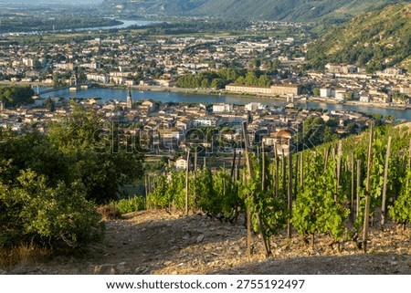 Vineyard rows growing on hillside seeing Tain l'Hermitage town and Rhone river in Drome, France