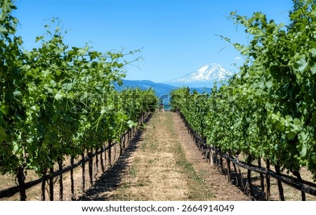 Vineyard rows lead to a distant snow-capped mountain under a clear blue sky, capturing the serene beauty of nature.