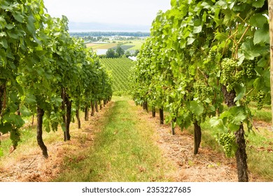 Vineyard rows overlooking grape field, wine farm in valley. Green vine plantation in summer. Concept of viticulture, winery, winemaking and tourism. Perspective view of grapevine plants in vineyard.