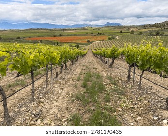 Vineyard rows stretching towards distant mountains and red poppies