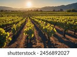 Vineyard rows at sunset with colorful sky.