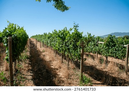 Vineyard rows under blue sky in Cape Town winelands, South Africa