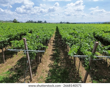 Vineyard rows under bright sky, lush grapevines in scenic countryside, ideal for wine making