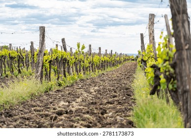 Vineyard rows under cloudy spring sky
