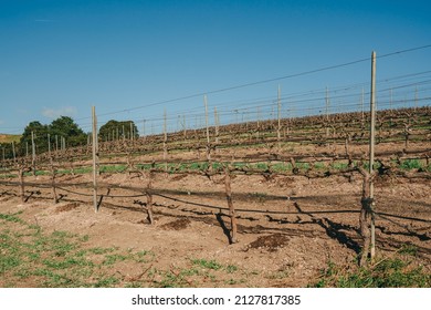 Vineyard Rows At A Winery In San Luis Obispo County, California Central Coast. Early Spring Season