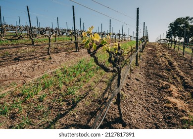 Vineyard Rows At A Winery In San Luis Obispo County, California Central Coast. Early Spring Season