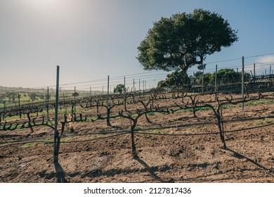 Vineyard Rows At A Winery In San Luis Obispo County, California Central Coast. Early Spring Season