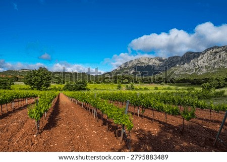 Vineyard rows with young grapevines under a blue sky, sainte-victoire mountain in background
