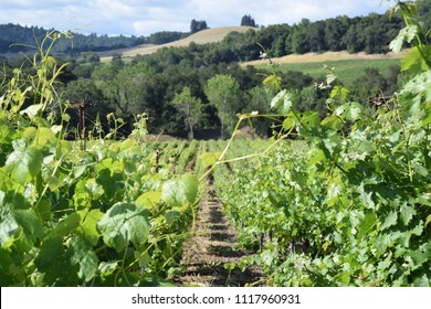 A Vineyard In The Russian River Valley Region Of Sonoma County, California