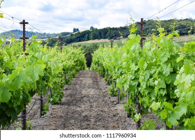 A Vineyard In The Russian River Valley Region Of Sonoma County, California