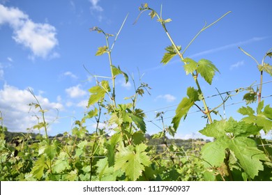 A Vineyard In The Russian River Valley Region Of Sonoma County, California