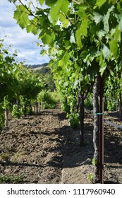 A Vineyard In The Russian River Valley Region Of Sonoma County, California