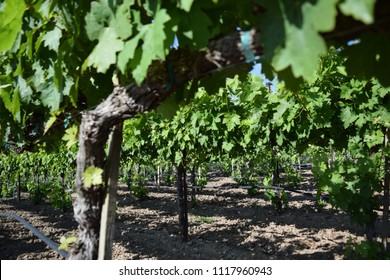 A Vineyard In The Russian River Valley Region Of Sonoma County, California