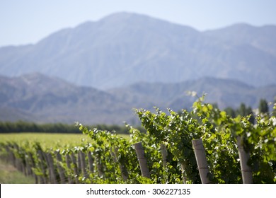 Vineyard In San Juan, In The North Of Argentina. San Juan Province.