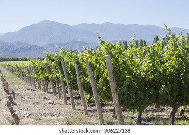 Vineyard In San Juan, In The North Of Argentina. San Juan Province.