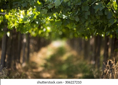 Vineyard In San Juan, In The North Of Argentina. San Juan Province.