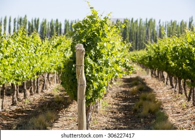 Vineyard In San Juan, In The North Of Argentina. San Juan Province.