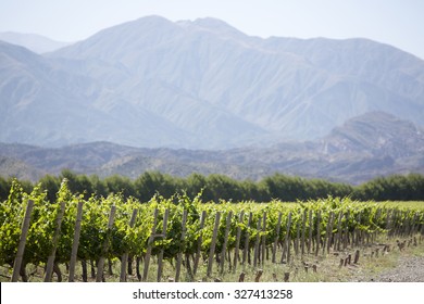 Vineyard In San Juan, In The North Of Argentina. San Juan Province.