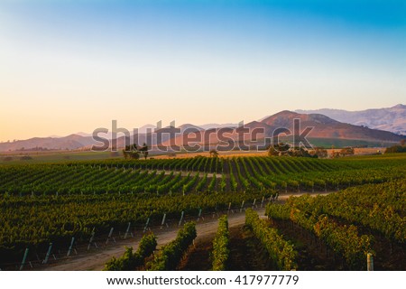 A vineyard in Santa Ynez, California.
