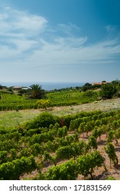 Vineyard In Sardinia 